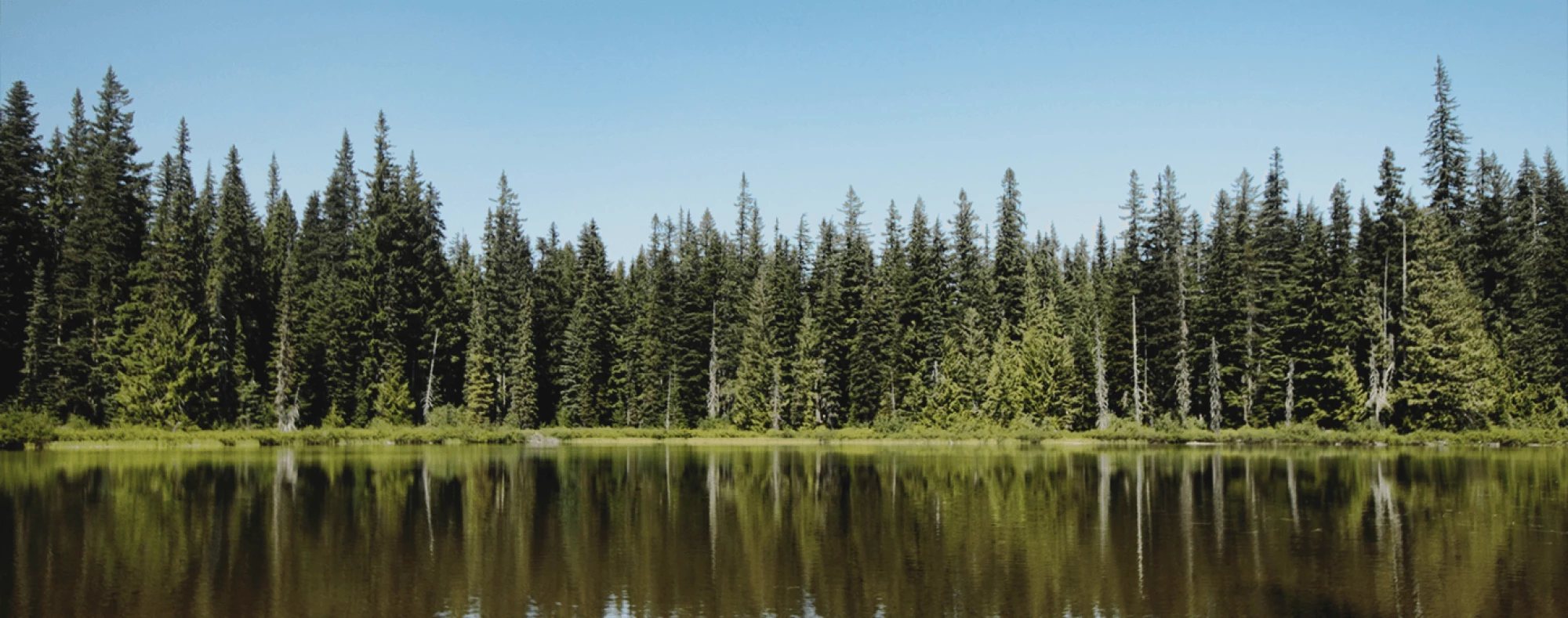 trees-along-water-edge