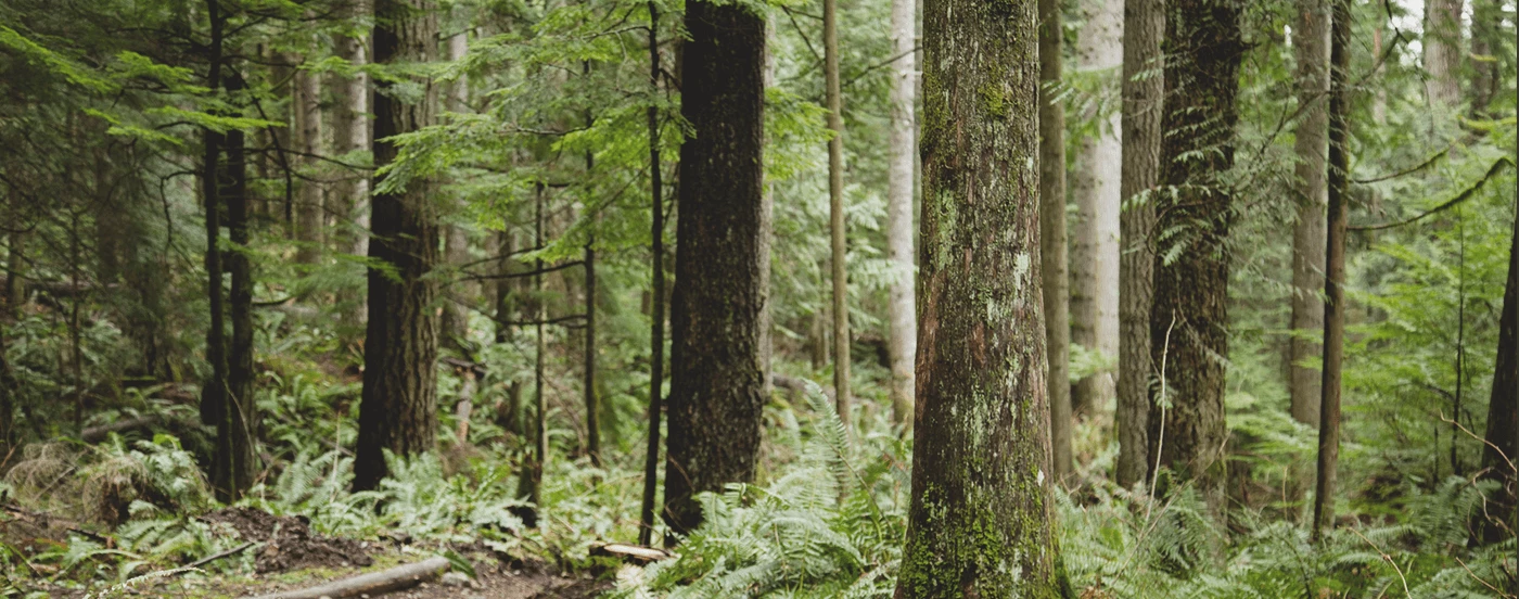 trees-in-forest